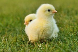 pollitos triturados industria huevo